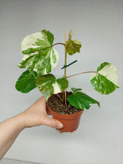 Sad Plants