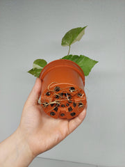 Sad Plants