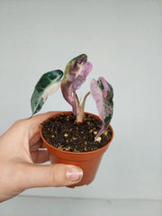 Sad Plants