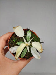 Sad Plants