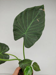 Sad Plants