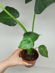 Sad Plants