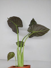 Sad Plants