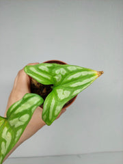 Sad Plants