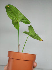 Sad Plants