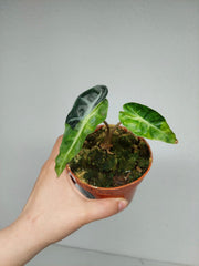 Sad Plants