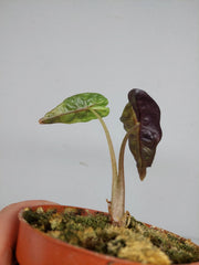 Sad Plants