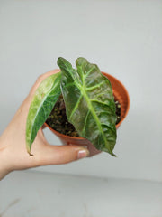 Sad Plants