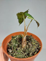 Sad Plants