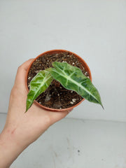 Sad Plants