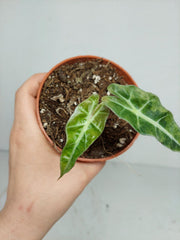 Sad Plants