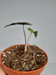 Sad Plants