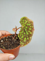 Sad Plants