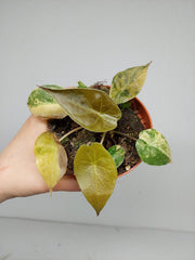 Sad Plants