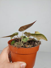 Sad Plants