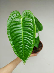 Anthurium Veitchii Narrow