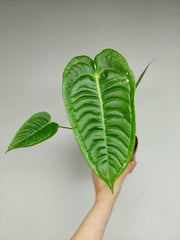 Anthurium Veitchii Narrow
