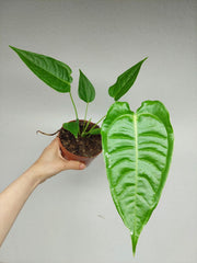 Anthurium Veitchii Narrow