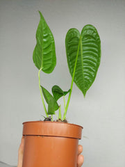 Anthurium Veitchii Narrow