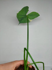 Sad Plants