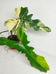Philodendron Florida Beauty x Mayoi Variegata