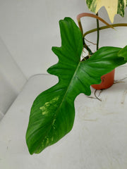 Philodendron Florida Beauty x Mayoi Variegata