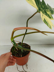 Philodendron Florida Beauty x Mayoi Variegata