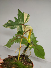 Philodendron Florida Beauty x Mayoi Variegata