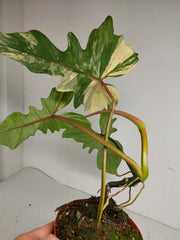 Philodendron Florida Beauty x Mayoi Variegata