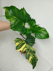 Philodendron Florida Beauty x Mayoi Variegata