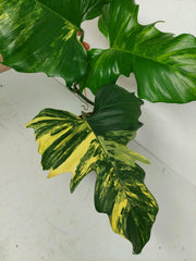 Philodendron Florida Beauty x Mayoi Variegata