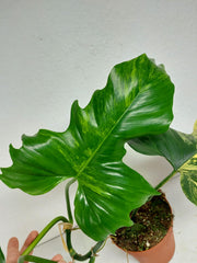 Philodendron Florida Beauty x Mayoi Variegata