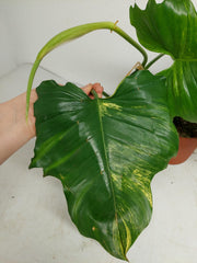 Philodendron Florida Beauty x Mayoi Variegata