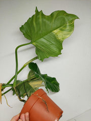 Philodendron Florida Beauty x Mayoi Variegata
