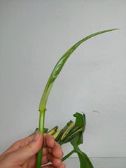 Philodendron Florida Beauty x Mayoi Variegata