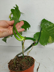 Philodendron Florida Beauty x Mayoi Variegata