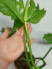 Philodendron Florida Beauty x Mayoi Variegata
