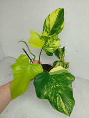 Philodendron Florida Beauty x Mayoi Variegata