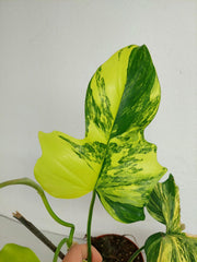 Philodendron Florida Beauty x Mayoi Variegata