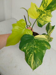 Philodendron Florida Beauty x Mayoi Variegata
