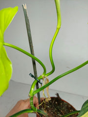 Philodendron Florida Beauty x Mayoi Variegata