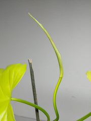 Philodendron Florida Beauty x Mayoi Variegata