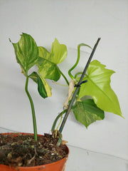 Philodendron Florida Beauty x Mayoi Variegata