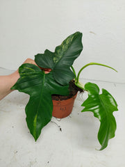 Philodendron Florida Beauty x Mayoi Variegata