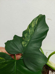 Philodendron Florida Beauty x Mayoi Variegata