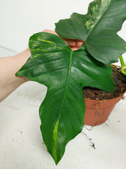 Philodendron Florida Beauty x Mayoi Variegata