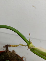 Philodendron Florida Beauty x Mayoi Variegata