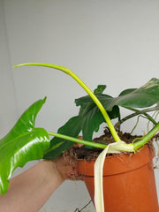Philodendron Florida Beauty x Mayoi Variegata