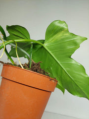 Philodendron Florida Beauty x Mayoi Variegata