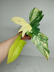 Philodendron Bipennifolium x Florida Beauty Variegata